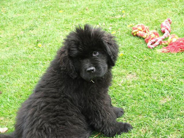 Sandbears Sweetheart in the garden