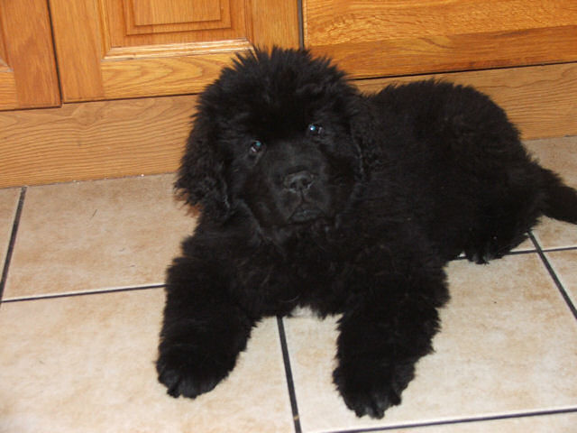 Sandbears Sweetheart on the kitchen floor