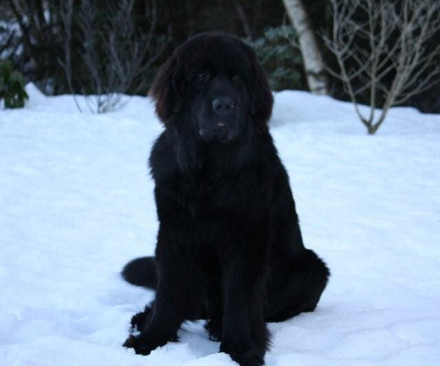 Monty in the snow