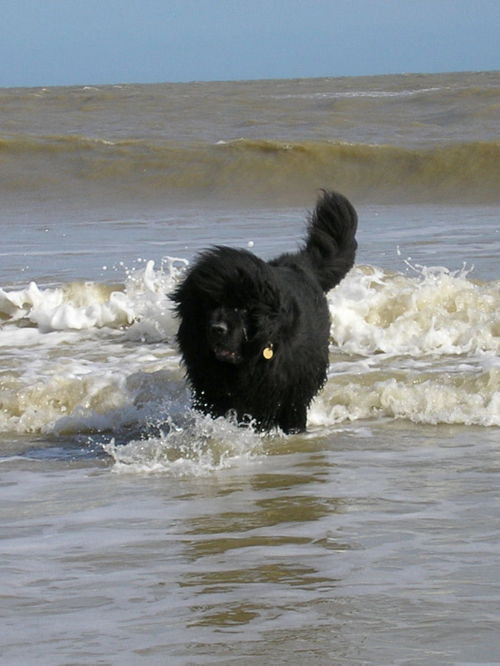 Norman at the beach