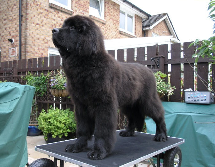 Plunge on his grooming table