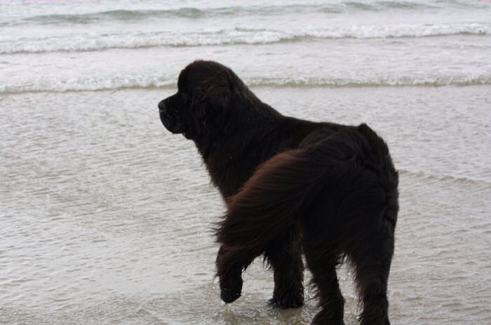 Riker on the beach in NZ