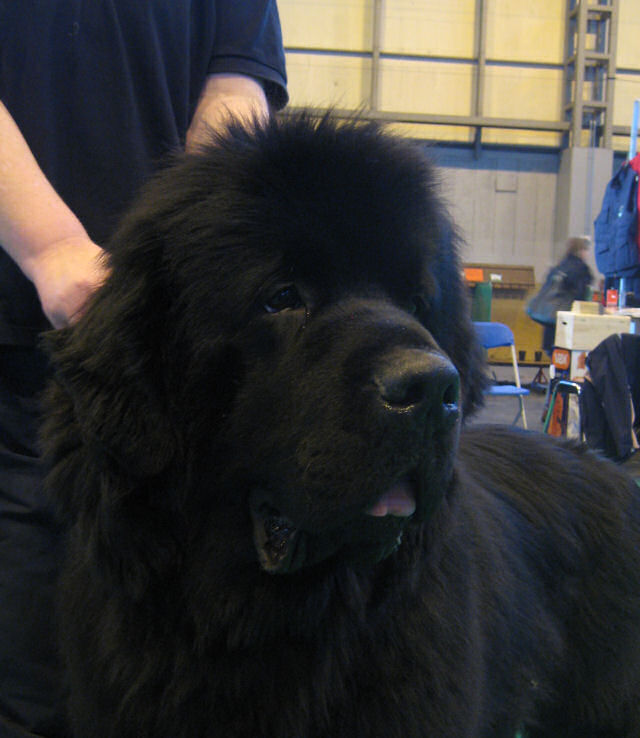 Headshot taken at Crufts 2009