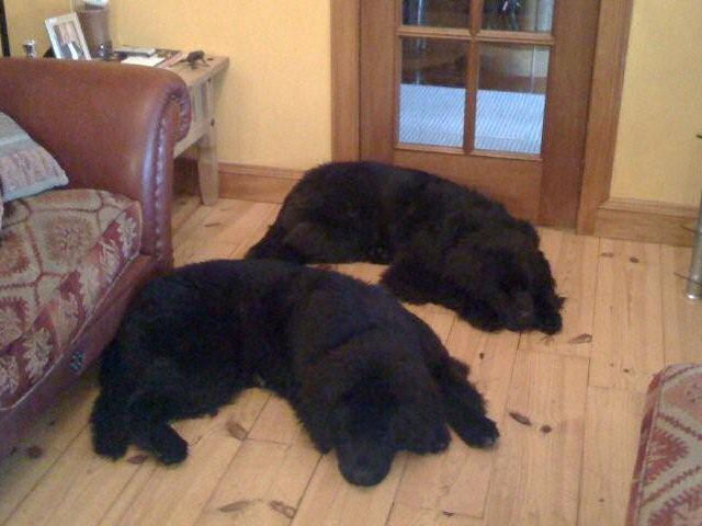 Wallace and Bruce laying on the lounge floor