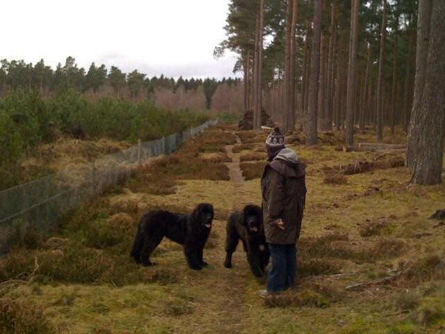 Wallace and Bruce walking by the forest