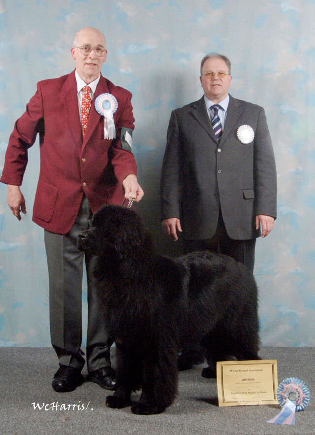 Will - Reserve Best Puppy in Show at Wirral Kennel Association